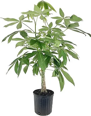 Money Tree Braid - Live Plant In An 10 Inch Growers Pot - Pachira Aquatica • $131.01