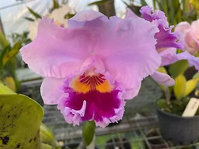 $50 • Buy Cattleya Division: Rlc. Dal's Passion 'Clarence'
