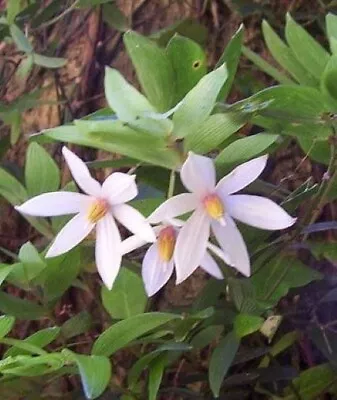 A Young Luzuriaga Radicans Plant (Climber  Vine  ) • £12.95