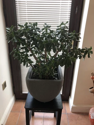£35 • Buy Money Tree, Large Indoor Plant. Crassula