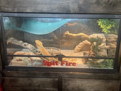 $750 • Buy Bearded Dragon