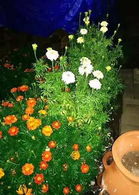 FRENCH VANILLA Marigold Seeds - Flower Garden - Companion Planting • $10.45