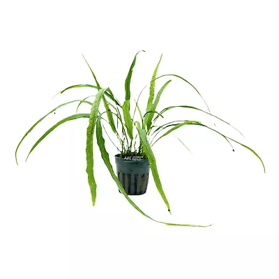 Microsorum Pteropus 'Needle' | Aquarium Plants Factory® • $19.99