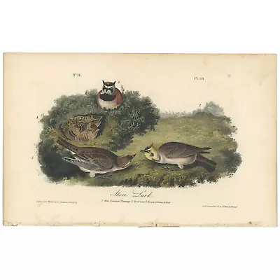 Audubon Birds Octavo 1st Ed 1840 H/c Lithograph Pl 151 Shore Lark • $49