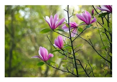 1x Tulips Magnolia Susan Magnolia Pot Garden - Plant K-P88 • £42.41