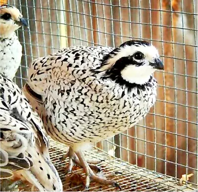 12 Fertile Hatching Snowflake White Quail Eggs Speedy Priority Mail Ship Quickly • $69.99