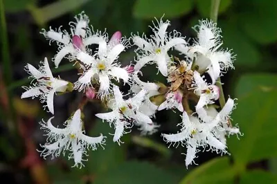 Bogbean Pond Live Water Plant Aquatic Bog Bean Marginal • £6.50