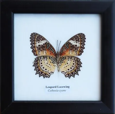 Real Leopard Lacewing  Butterfly Taxidermy In Wooden Frame Wall Decor • $12.99