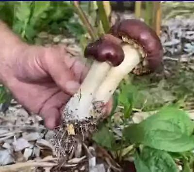 Real Life Mario Mushrooms! Edible And Delicious Garden Giant Spawn Grow At Home! • $8.95