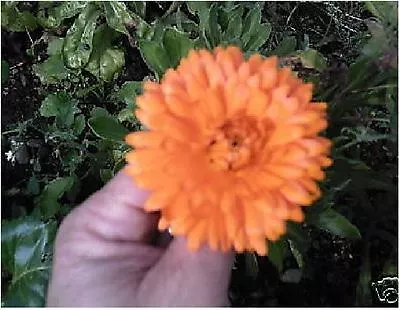 Flower - Calendula Officinalis - Pot Marigold - 150 Seeds - Economy • £1.79