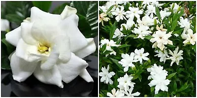 Frost Proof Gardenia  Live Plant - Great Fragrance - Evergreen 7 To 10  Tall • $5