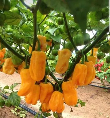 Sweet Yellow Habanero Pepper Seeds  | Organic • $2.49