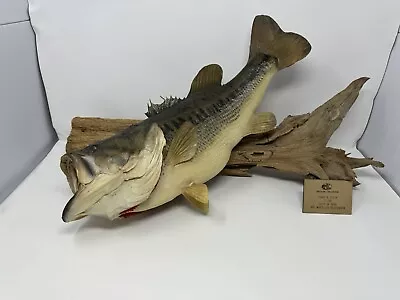 Largemouth Bass Taxidermy Real Skin Mounted Driftwood Trophy Vintage Alabama 7lb • $249.99