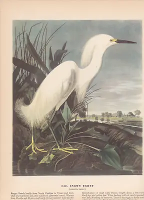 Audubon 1942 Vintage Birds #242  Snowy EGRET  Full Color Art Plate Lithograph • $8
