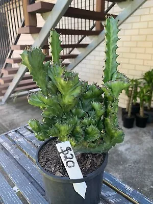 Crested Euphorbia Lactea. Coral Cactus • $20