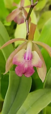 Orchid Cattleya Epi Magnoliae X C Landate Mad Happenings Tropical Plant • $26.95