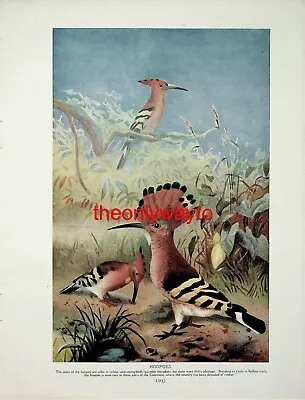 Hoopoes (Great Pied Hornbill On Reverse) Book Illustration (Print) 1910 • £19.97