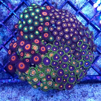 Large Ultra Rainbow Zoa Garden Soft Coral (Zoanthus Sp.) • £85
