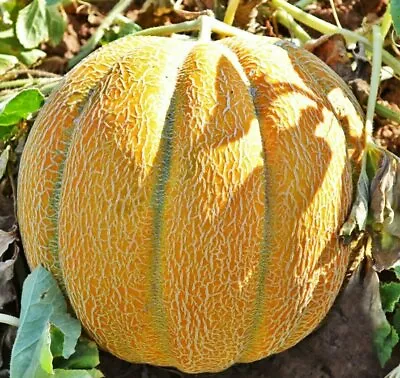 Seeds Melon Ethiopian Super Sweet Rare Fruit NON GMO Organic Heirloom • $5.95