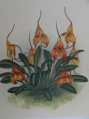 Vtg Rare Masdevallia Veitchiana Orchid Flowers Botanical SILK PRINT Engraved Bx1 • $39