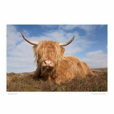 £4.99 • Buy Highland Cow Print