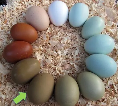 £6 • Buy Easy To Sex - Olive Egger Hatching Eggs X 3 (LF)