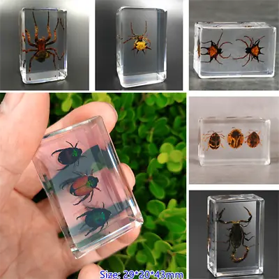 Insect In Resin Specimen Paperweight Spider Beetle Scorpion Collection Gift • £16.28