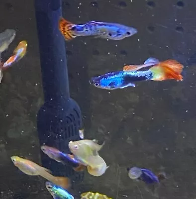 Colorful Fancy Guppies Are Available For Cheapest Price …. Any Color Adult Size! • $5