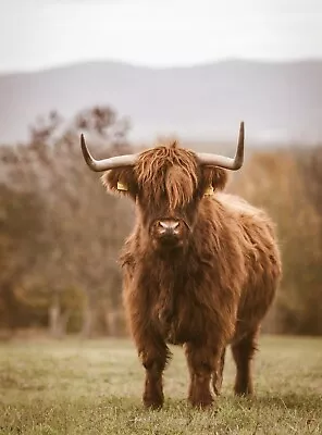 Highland Cow Canvas Picture Print Wall Art • £14.95