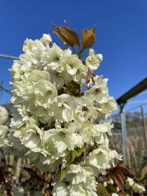 Prunus Ukon Flowering Cherry Tree 140-160cm (5ft) 9L (p&p Included) • £37.99