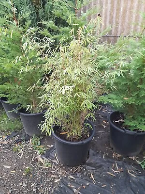 Fargesia RED PANDA 50L Pot Grown Bamboo Approx 1.6m Clumping Bamboo • £49.99