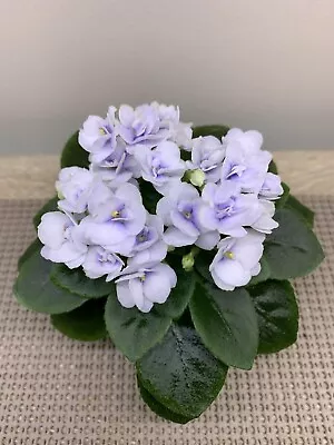 African Violet PAIR OF LEAVES  “Jolly Orchid” Miniature • $4.49