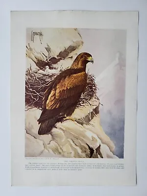 £9.50 • Buy Old Antique Print 1926 New Natural History The Golden Eagle