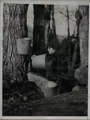 1936 Press Photo Maple Trees Tapped For Syrup South Paris Maine - Nea26411 • $16.99