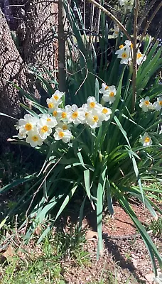 20 Fresh Dug Daffodil Bulbs White / Yellow Organically Grown No Pesticides • $20