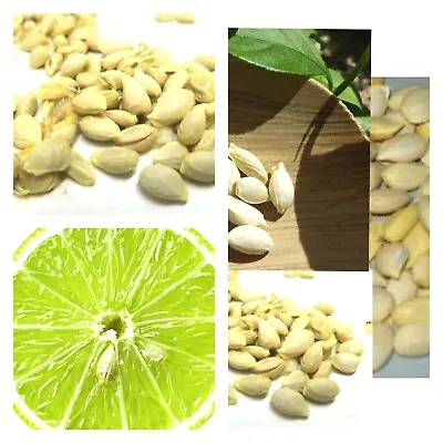 20 Kaffir Lime Seeds Citrus Hystrix Organic 100% Fresh Lime Plant Tree Ceylon   • £48.64