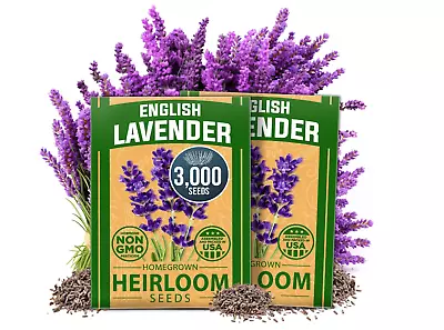 3000 Vera Lavender Seeds English Lavender Herb True Lavender Perennial Herb USA • $15.85