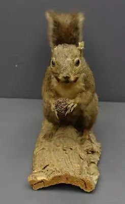 Mounted Taxidermy 11  Squirrel Brown/Dark Orange Cheeks Holding Nut On Tree Bark • $199.99