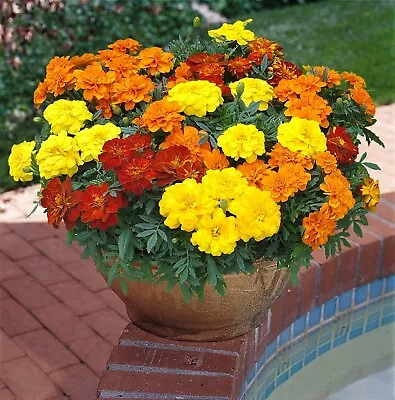 Marigold French Fancy 3 X 9cm Plants Grown In Greenhouse Peat Free Compost • £5.99