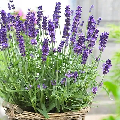 Lavender Angustifolia Herb Plant In 14cm Pot - Lavandula English Lavender Bush • £9.99