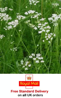 £2.95 • Buy 1000 X CUMIN SEEDS - Sow February To May - Fast Dispatch - Grow Your Own Herbs +