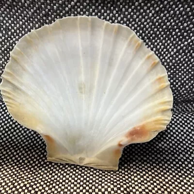 Large Scallop Shells For Baking 4.5 Inches Seashells For Crafting Natural • $4.90