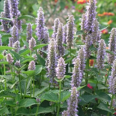 Organic Herb – Lavender Hyssop Agastache SEEDS - Heirloom - Non-GMO Seeds X100 • £3.99