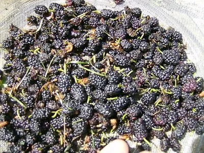 50 BLACK MULBERRY SEEDS - Morus Nigra  • $6