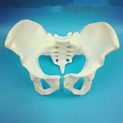  Life Size Female Pelvic Skeleton Model Anatomical Anatomy Medical Study Human • $35.80