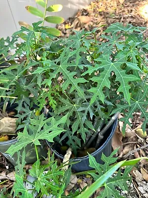 Chaya Plant Miracle Spinach Tree Superfood (Rooted Stem 8 -12 ) Butterfly Bush • $4.99