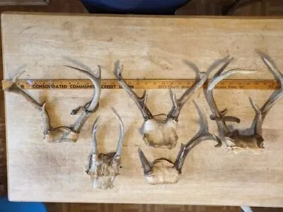 5 Sets/racks Wisconsin Whitetail Deer Antlers 2 With Vintage Tags Buck Horns • $40