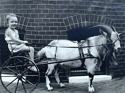 1930 ANGELICALLY BEAUTIFUL Little Baltimore CITY Girl Driving GOAT POWERED Cart  • $49.52