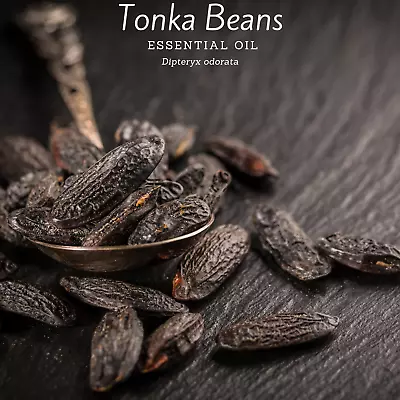 Tonka Bean Essential Oil (Dipteryx Odorata). 100% Pure And Natural. • $19.99
