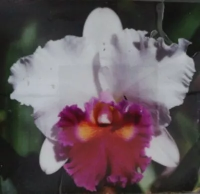 Orchid Plant 451. Cattleya (Rlc) Burdekin Springtime 'Dark Lip' Nice Plant In 10 • $30